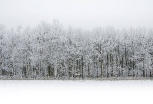 有关下雪的, 冬季, 冷的免费素材图片