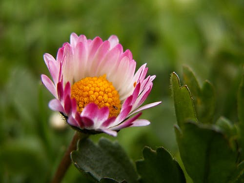 粉红色的白色和黄色的花 · 免费素材图片