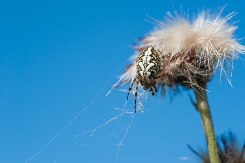 白色和棕色谷仓蜘蛛在白色蒲公英上的宏观照片 · 免费素材图片