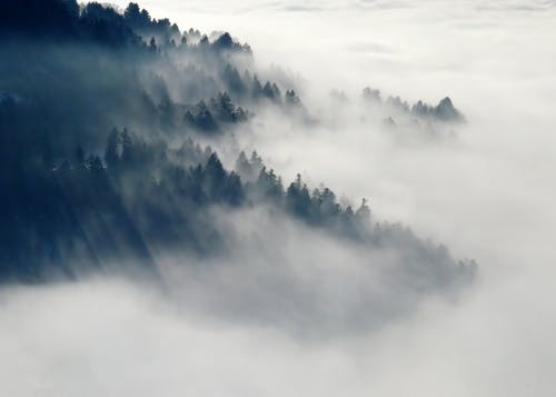 白天有雾的绿色阔叶树包围的山 · 免费素材图片