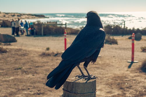 美国乌鸦栖息在棕色木制岗位上 · 免费素材图片