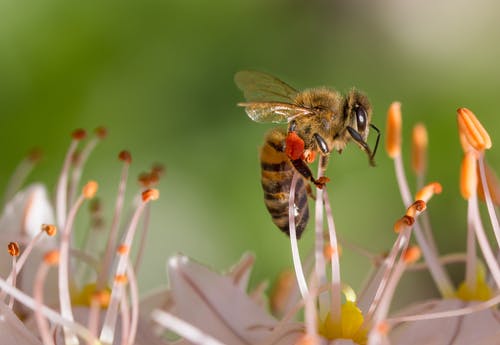 蜜蜂在白花上 · 免费素材图片
