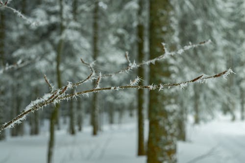树枝浅焦点摄影 · 免费素材图片