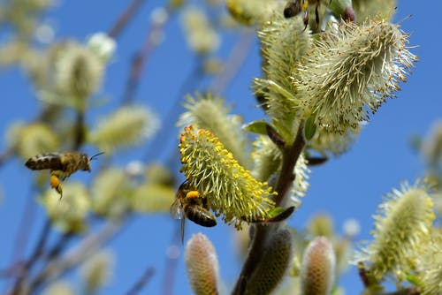 蜜蜂栖息在绿花 · 免费素材图片