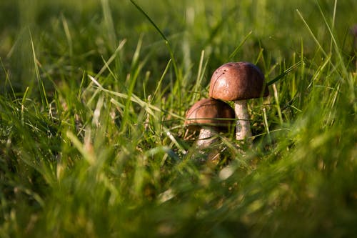 两个棕色蘑菇 · 免费素材图片