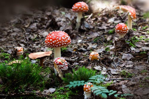 绿草附近的红蘑菇 · 免费素材图片