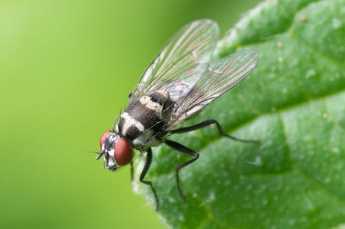黑色和红色的飞行昆虫栖息在绿叶上 · 免费素材图片