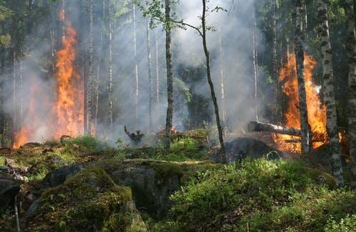 森林大火 · 免费素材图片