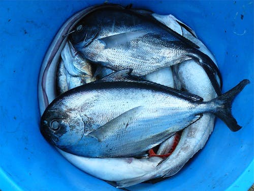 蓝色塑料容器中的银色和黑色鱼 · 免费素材图片