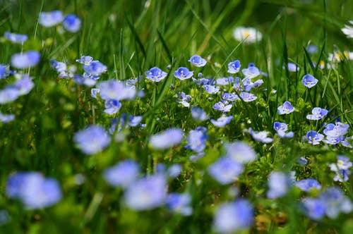 白天蓝色和白色的花瓣花园微距摄影 · 免费素材图片
