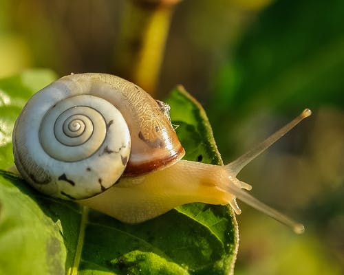 绿色的叶子上的白色和棕色壳蜗牛 · 免费素材图片