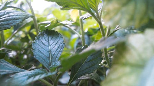 绿叶浅焦点摄影 · 免费素材图片