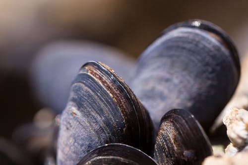米色石头旁边的黑色贝壳 · 免费素材图片