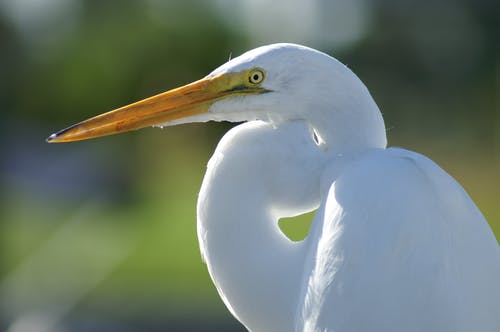 白鹤鸟 · 免费素材图片