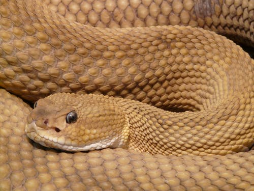 棕蛇蛇 · 免费素材图片
