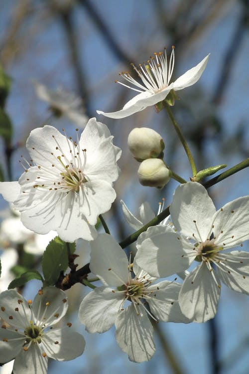 白樱花 · 免费素材图片