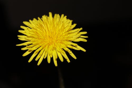 黄色翠菊的近摄 · 免费素材图片