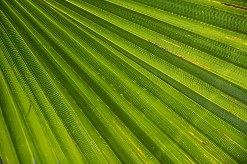 绿扇棕榈叶的特写摄影 · 免费素材图片