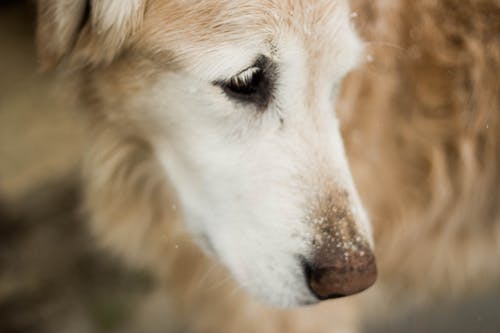 金毛猎犬的选择性聚焦摄影 · 免费素材图片