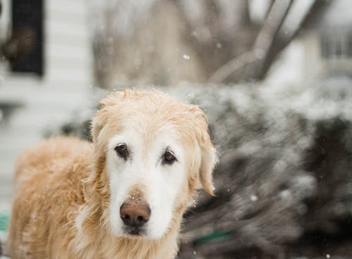 金毛猎犬的选择性聚焦摄影 · 免费素材图片