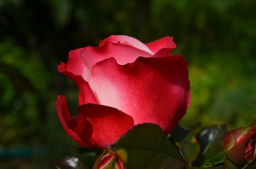 白天的红玫瑰 · 免费素材图片