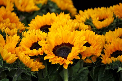 黄色的向日葵 · 免费素材图片
