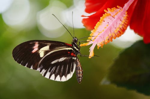 黑色和白色蝴蝶在红色的花瓣花 · 免费素材图片