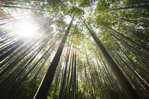 棕色竹树上的阳光 · 免费素材图片