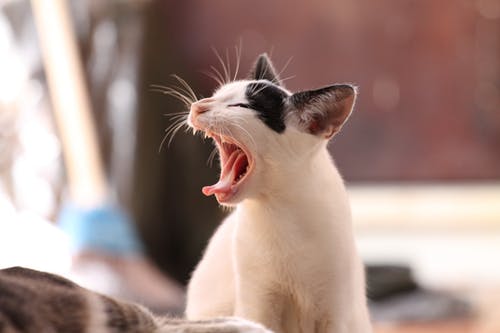 白色和黑猫白天吐舌 · 免费素材图片