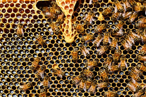 蜜蜂放蜂蜜的顶视图 · 免费素材图片