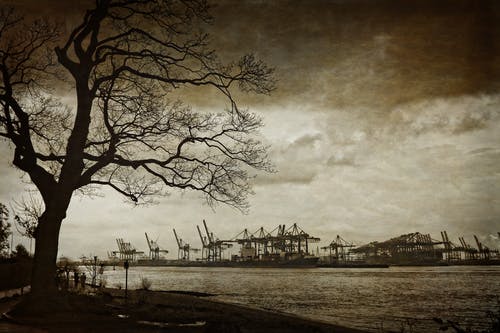 整个裸树上的电厂岛摄影 · 免费素材图片