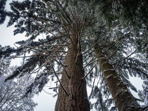 绿松树在白色的天空下 · 免费素材图片