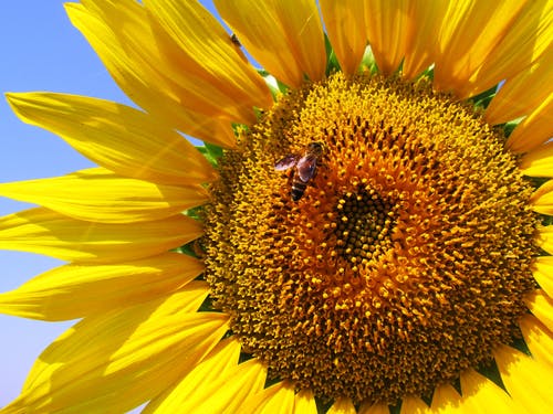 白天的向日葵上的蜜蜂 · 免费素材图片