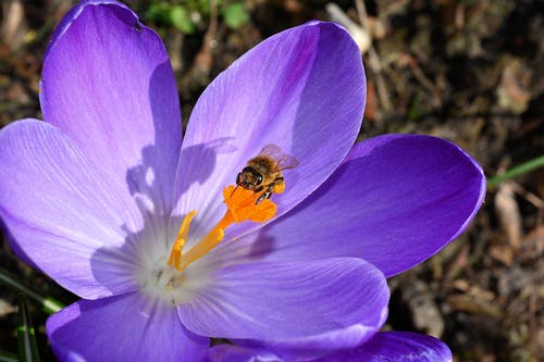 蜜蜂在紫色花瓣上 · 免费素材图片