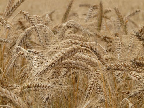 棕色小麦 · 免费素材图片