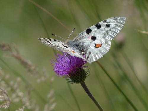 白色广告黑蝴蝶栖息在紫色的花瓣力量 · 免费素材图片