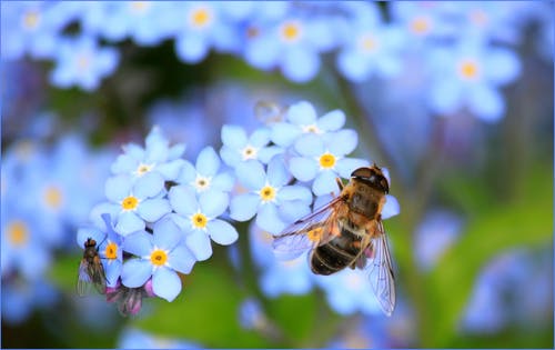 黄蜂在白花上选择性聚焦摄影 · 免费素材图片