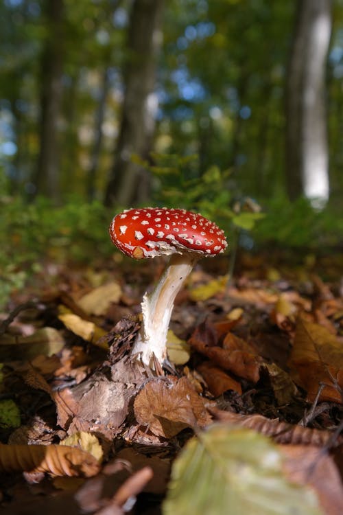 红蘑菇 · 免费素材图片