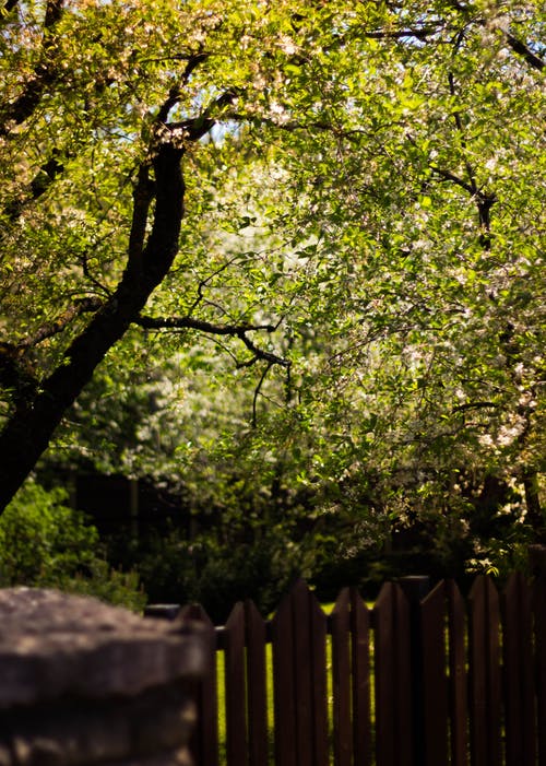 绿叶的树 · 免费素材图片