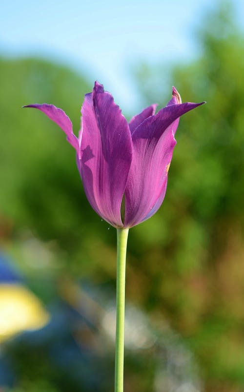 紫色花瓣花的特写照片 · 免费素材图片