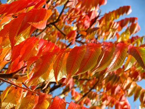 一棵树上的橙色和黄色叶子 · 免费素材图片