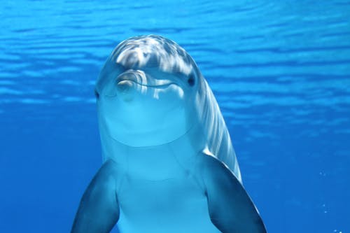 白色和灰色的海豚，在蓝色的水 · 免费素材图片