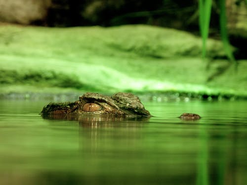 在水之下的绿色鳄鱼 · 免费素材图片