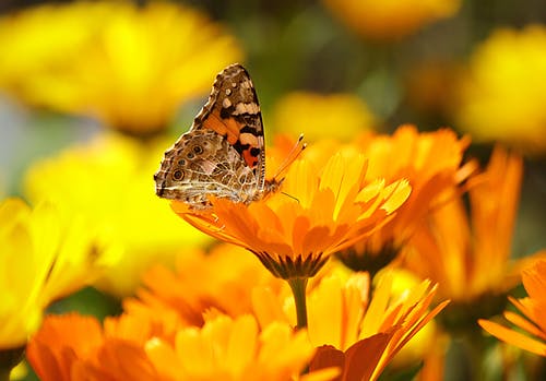白天白天，蝴蝶栖息在黄色的花瓣上 · 免费素材图片