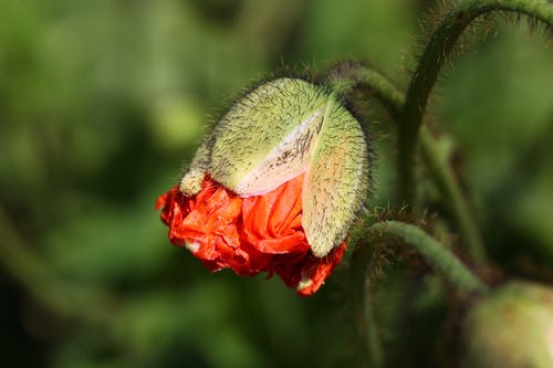 红色花朵倾斜移位镜头摄影 · 免费素材图片
