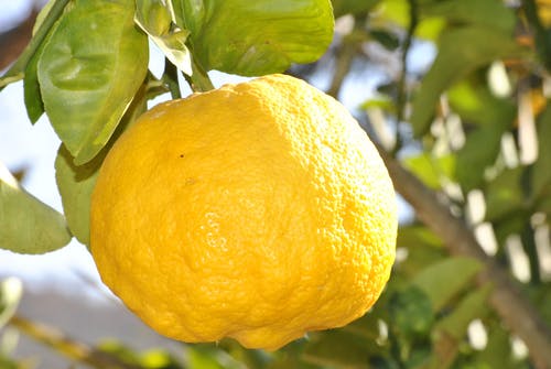 白天白天树枝上的柠檬果 · 免费素材图片