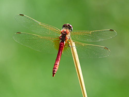 棕色树枝上的红色蜻蜓 · 免费素材图片