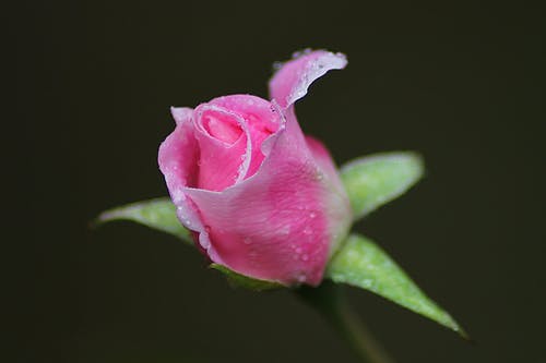 浅摄影中的粉红玫瑰 · 免费素材图片