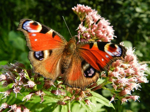 红棕色白色蝴蝶在粉红色簇花上 · 免费素材图片