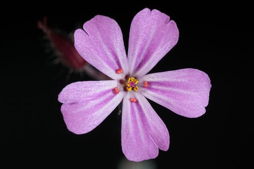 紫色5瓣花 · 免费素材图片